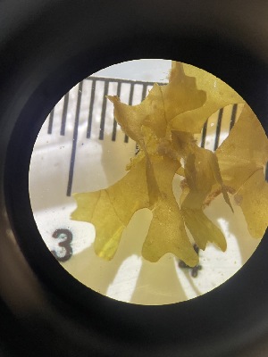  ( - ESC_98_A)  @11 [ ] Unspecified (default): All Rights Reserved  Unspecified Unspecified