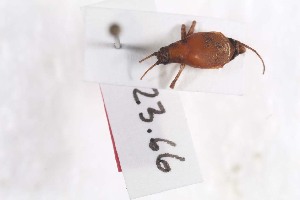  (Ectatoderus dubius - 2024-MK009)  @11 [ ] CC-By (2025) Tony Robillard MNHN