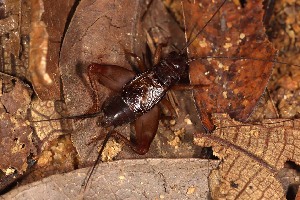  (Duolandrevus parvulus - 2024-MK034)  @11 [ ] CC-By (2025) Tony Robillard MNHN