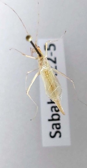  (Xabea - 2024-MK060)  @11 [ ] CC-By (2025) Tony Robillard MNHN