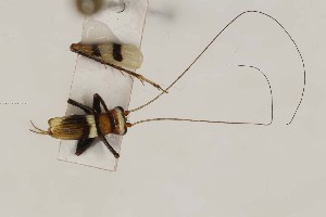  (Rhicnogryllus - 2024-PH050)  @11 [ ] CC-By (2025) Tony Robillard MNHN
