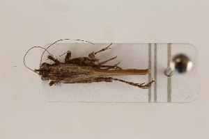  (Amusurgus - 2024-PH083)  @11 [ ] CC-By (2025) Tony Robillard MNHN