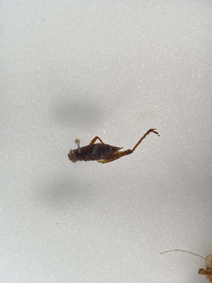  ( - 2024-PH244)  @11 [ ] CC-By (2025) Tony Robillard MNHN