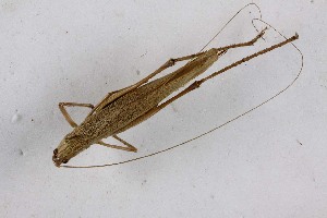  (Segestes - 2024-PH356)  @11 [ ] CC-By (2025) Tony Robillard MNHN