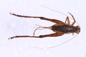  (Lebinthus - 2024-PH362)  @11 [ ] CC-By (2025) Tony Robillard MNHN