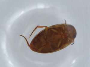  (Graptodytes veterator - BIOUG56406-D07)  @11 [ ] CreativeCommons - Attribution (2020) Centre for Biodiversity Genomics Centre for Biodiversity Genomics