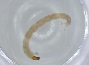  ( - BIOUG56412-E10)  @11 [ ] CreativeCommons - Attribution (2020) Centre for Biodiversity Genomics Centre for Biodiversity Genomics