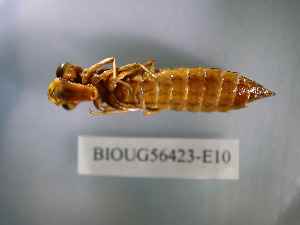  ( - BIOUG56423-E10)  @11 [ ] CreativeCommons Attribution (2023) Department of Invertebrate Zoology and Hydrobiology Department of Invertebrate Zoology and Hydrobiology