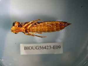  ( - BIOUG56423-E09)  @11 [ ] CreativeCommons Attribution (2023) Department of Invertebrate Zoology and Hydrobiology Department of Invertebrate Zoology and Hydrobiology