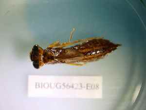  ( - BIOUG56423-E08)  @11 [ ] CreativeCommons Attribution (2023) Department of Invertebrate Zoology and Hydrobiology Department of Invertebrate Zoology and Hydrobiology
