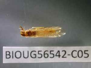  ( - BIOUG56542-C05)  @11 [ ] CreativeCommons Attribution (2023) Department of Invertebrate Zoology and Hydrobiology Department of Invertebrate Zoology and Hydrobiology