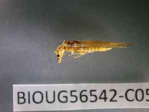  ( - BIOUG56542-C05)  @11 [ ] CreativeCommons Attribution (2023) Department of Invertebrate Zoology and Hydrobiology Department of Invertebrate Zoology and Hydrobiology
