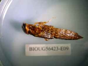  ( - BIOUG56423-E09)  @11 [ ] CreativeCommons Attribution (2023) Department of Invertebrate Zoology and Hydrobiology Department of Invertebrate Zoology and Hydrobiology