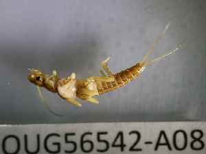  ( - BIOUG56542-A08)  @11 [ ] CreativeCommons Attribution (2023) Department of Invertebrate Zoology and Hydrobiology Department of Invertebrate Zoology and Hydrobiology