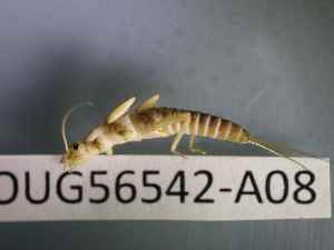  ( - BIOUG56542-A08)  @11 [ ] CreativeCommons Attribution (2023) Department of Invertebrate Zoology and Hydrobiology Department of Invertebrate Zoology and Hydrobiology