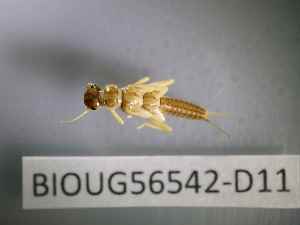  ( - BIOUG56542-D11)  @11 [ ] CreativeCommons Attribution (2023) Department of Invertebrate Zoology and Hydrobiology Department of Invertebrate Zoology and Hydrobiology