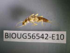 ( - BIOUG56542-E10)  @11 [ ] CreativeCommons Attribution (2023) Department of Invertebrate Zoology and Hydrobiology Department of Invertebrate Zoology and Hydrobiology
