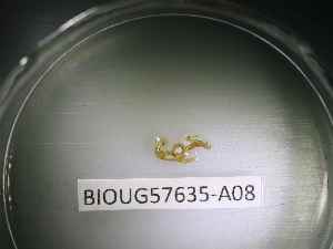  ( - BIOUG57635-A08)  @11 [ ] CreativeCommons Attribution (2023) Department of Invertebrate Zoology and Hydrobiology Department of Invertebrate Zoology and Hydrobiology