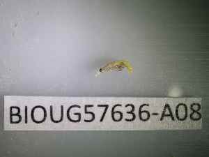  ( - BIOUG57636-A08)  @11 [ ] CreativeCommons Attribution (2023) Department of Invertebrate Zoology and Hydrobiology Department of Invertebrate Zoology and Hydrobiology