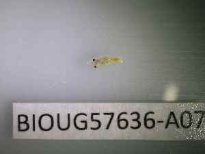  ( - BIOUG57636-A07)  @11 [ ] CreativeCommons Attribution (2023) Department of Invertebrate Zoology and Hydrobiology Department of Invertebrate Zoology and Hydrobiology