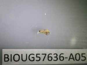  ( - BIOUG57636-A05)  @11 [ ] CreativeCommons Attribution (2023) Department of Invertebrate Zoology and Hydrobiology Department of Invertebrate Zoology and Hydrobiology