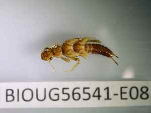  ( - BIOUG56541-E08)  @11 [ ] CreativeCommons Attribution (2023) Department of Invertebrate Zoology and Hydrobiology Department of Invertebrate Zoology and Hydrobiology