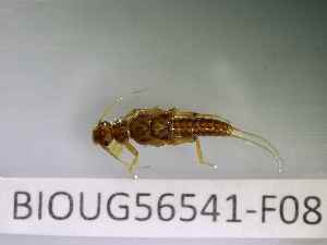  ( - BIOUG56541-F08)  @11 [ ] CreativeCommons Attribution (2023) Department of Invertebrate Zoology and Hydrobiology Department of Invertebrate Zoology and Hydrobiology