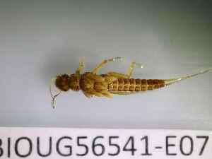  ( - BIOUG56541-E07)  @11 [ ] CreativeCommons Attribution (2023) Department of Invertebrate Zoology and Hydrobiology Department of Invertebrate Zoology and Hydrobiology