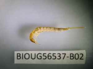  ( - BIOUG56537-B02)  @11 [ ] CreativeCommons Attribution (2023) Department of Invertebrate Zoology and Hydrobiology Department of Invertebrate Zoology and Hydrobiology