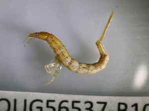  ( - BIOUG56537-B10)  @11 [ ] CreativeCommons Attribution (2023) Department of Invertebrate Zoology and Hydrobiology Department of Invertebrate Zoology and Hydrobiology