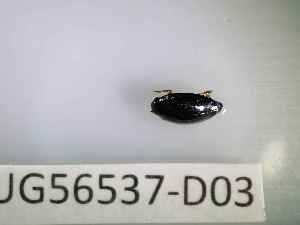  ( - BIOUG56537-D03)  @11 [ ] CreativeCommons Attribution (2023) Department of Invertebrate Zoology and Hydrobiology Department of Invertebrate Zoology and Hydrobiology
