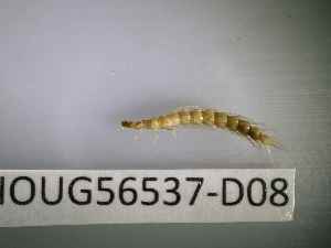  ( - BIOUG56537-D08)  @11 [ ] CreativeCommons Attribution (2023) Department of Invertebrate Zoology and Hydrobiology Department of Invertebrate Zoology and Hydrobiology