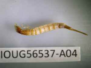  ( - BIOUG56537-A04)  @11 [ ] CreativeCommons Attribution (2023) Department of Invertebrate Zoology and Hydrobiology Department of Invertebrate Zoology and Hydrobiology