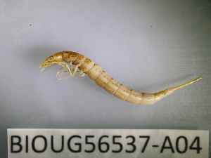  ( - BIOUG56537-A04)  @11 [ ] CreativeCommons Attribution (2023) Department of Invertebrate Zoology and Hydrobiology Department of Invertebrate Zoology and Hydrobiology