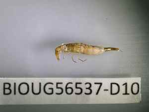  ( - BIOUG56537-D10)  @11 [ ] CreativeCommons Attribution (2023) Department of Invertebrate Zoology and Hydrobiology Department of Invertebrate Zoology and Hydrobiology