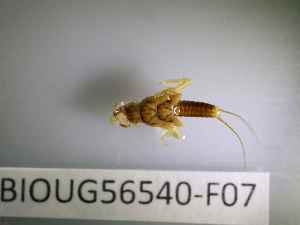  ( - BIOUG56540-F07)  @11 [ ] CreativeCommons Attribution (2023) Department of Invertebrate Zoology and Hydrobiology Department of Invertebrate Zoology and Hydrobiology