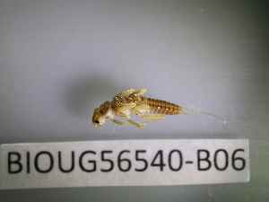 (Isoperla pesici - BIOUG56540-B06)  @11 [ ] CreativeCommons Attribution (2023) Department of Invertebrate Zoology and Hydrobiology Department of Invertebrate Zoology and Hydrobiology
