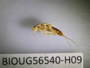  ( - BIOUG56540-H09)  @11 [ ] CreativeCommons Attribution (2023) Department of Invertebrate Zoology and Hydrobiology Department of Invertebrate Zoology and Hydrobiology