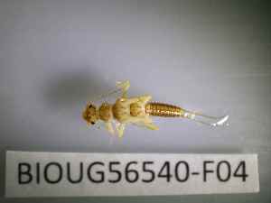  ( - BIOUG56540-F04)  @11 [ ] CreativeCommons Attribution (2023) Department of Invertebrate Zoology and Hydrobiology Department of Invertebrate Zoology and Hydrobiology