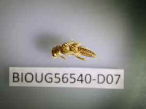  ( - BIOUG56540-D07)  @11 [ ] CreativeCommons Attribution (2023) Department of Invertebrate Zoology and Hydrobiology Department of Invertebrate Zoology and Hydrobiology