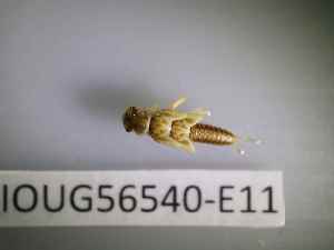  ( - BIOUG56540-E11)  @11 [ ] CreativeCommons Attribution (2023) Department of Invertebrate Zoology and Hydrobiology Department of Invertebrate Zoology and Hydrobiology