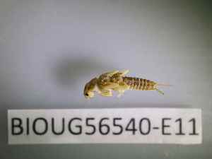  ( - BIOUG56540-E11)  @11 [ ] CreativeCommons Attribution (2023) Department of Invertebrate Zoology and Hydrobiology Department of Invertebrate Zoology and Hydrobiology