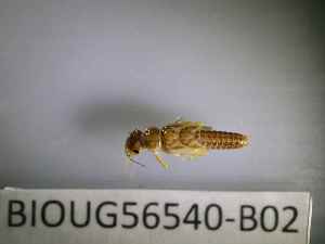  ( - BIOUG56540-B02)  @11 [ ] CreativeCommons Attribution (2023) Department of Invertebrate Zoology and Hydrobiology Department of Invertebrate Zoology and Hydrobiology