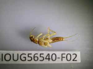  ( - BIOUG56540-F02)  @11 [ ] CreativeCommons Attribution (2023) Department of Invertebrate Zoology and Hydrobiology Department of Invertebrate Zoology and Hydrobiology