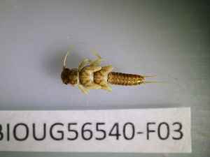  ( - BIOUG56540-F03)  @11 [ ] CreativeCommons Attribution (2023) Department of Invertebrate Zoology and Hydrobiology Department of Invertebrate Zoology and Hydrobiology