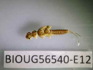  ( - BIOUG56540-E12)  @11 [ ] CreativeCommons Attribution (2023) Department of Invertebrate Zoology and Hydrobiology Department of Invertebrate Zoology and Hydrobiology