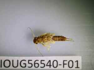  ( - BIOUG56540-F01)  @11 [ ] CreativeCommons Attribution (2023) Department of Invertebrate Zoology and Hydrobiology Department of Invertebrate Zoology and Hydrobiology