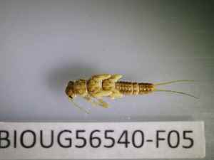  ( - BIOUG56540-F05)  @11 [ ] CreativeCommons Attribution (2023) Department of Invertebrate Zoology and Hydrobiology Department of Invertebrate Zoology and Hydrobiology