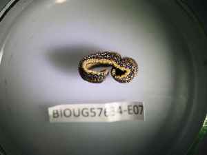  ( - BIOUG57634-E07)  @11 [ ] CreativeCommons Attribution (2023) Department of Invertebrate Zoology and Hydrobiology Department of Invertebrate Zoology and Hydrobiology