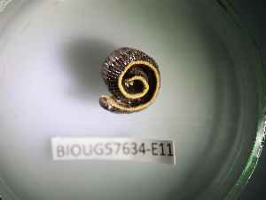  ( - BIOUG57634-E11)  @11 [ ] CreativeCommons Attribution (2023) Department of Invertebrate Zoology and Hydrobiology Department of Invertebrate Zoology and Hydrobiology